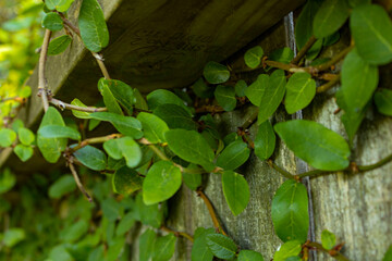 Ivy on fence