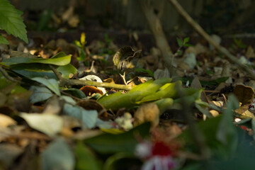 Leaves