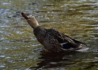 duck