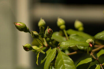 Flower buds