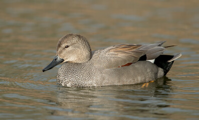 Gadwall