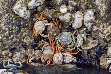 close up of crab