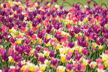 Naklejka premium TULIP