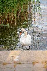 Mute swan in the laggon in summer.