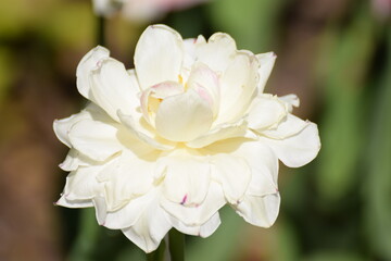 TULIP