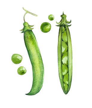 Set of watercolor elements with several whole pods and peas isolated on a white background. Fresh summer vegetables containing protein. Artwork for packaging design of preservation, vegetarian dishes.