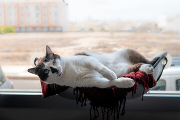 Gato gordo blanco y negro con ojos azules, esta tendido en una hamaca junto a la ventana con una postura graciosa mientras mira a la camara