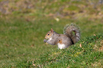 squirrel eating nut
