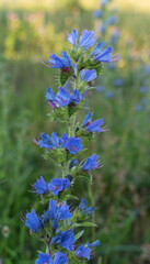 Wild blue flowers in a summer meadow