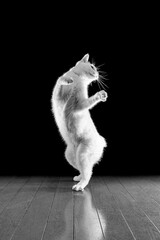 腰をくねらせおどけたダンスをする白猫、黒背景、モノクロ写真