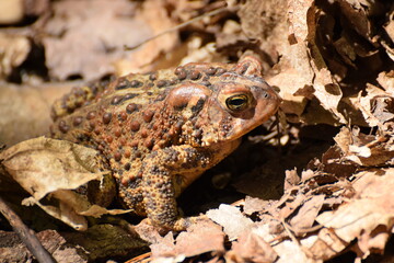 frog