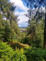 forest in the mountains