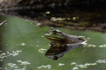 frog