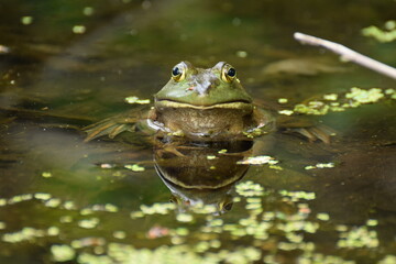frog