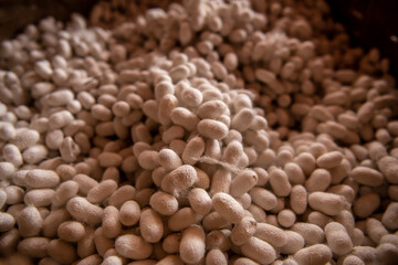 Traditional silk production and silk cocoons