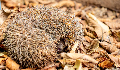 Hedgehog enjoying his life in different ways