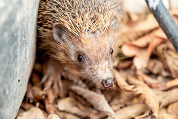 Hedgehog enjoying his life in different ways