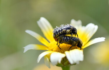 Käfer paaren sich auf einer Blume