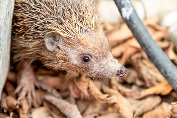 Hedgehog enjoying his life in different ways