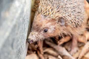Hedgehog enjoying his life in different ways
