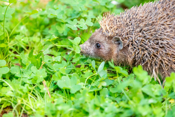 Hedgehog enjoying his life in different ways