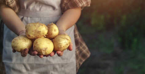 Farmers holding potatoes in hands on farm at sunset. Woman hands holding freshly harvest. Healthy...