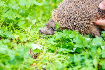 Hedgehog enjoying his life in different ways