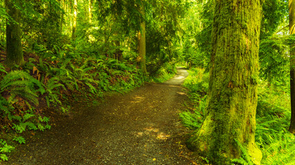 shady footpath in the forest