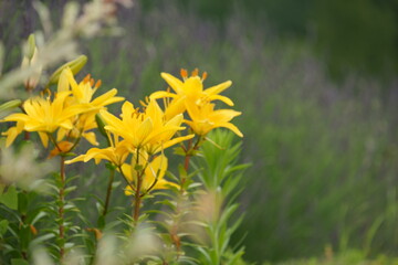 lily on the shores of Lake Kawaguchiko