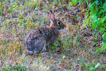 Naklejka na ściany i meble Eastern cottontail rabbit sitting in grass