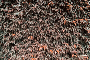 Natural background.Brown leaves pattern background