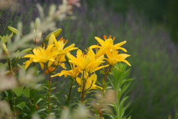 lily on the shores of Lake Kawaguchiko