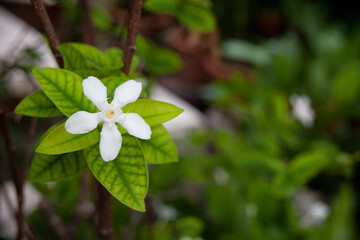 Wrightia or White Indian Plantae Nature