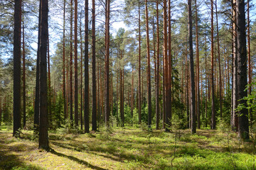 Fototapeta premium Typical Russian pine forest. Yaroslavl Oblast, Russia.
