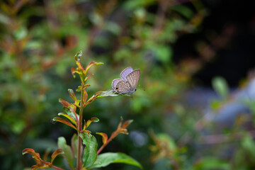 Butterfly Perched On a Tree