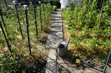 Watering can metal, in vegetable garden