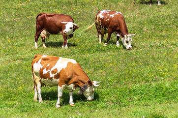 Obraz premium Herd of cows at the green summer field.