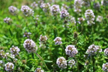 Thymian