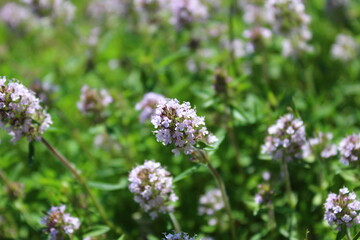 Thymian