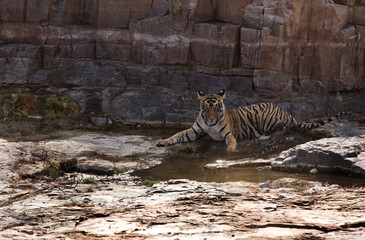 Fototapeta na wymiar Tigress T8 cub near water at Ranthambore Tiger Reserve