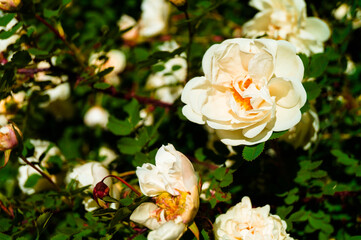 Macro of white dog rose or rosehip.Green bush. Single wild rose flower lit by the sun in the middle of the bush in a natural setting. Flowers and buds and fresh green leaves. Sun, spring concept.