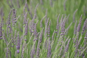 Butterfly on lavender field of Lake Kawaguchiko