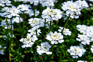 white spring flowers and green foliage, gentle natural background with vegetation