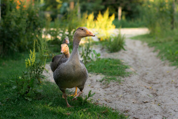 freilaufend gehaltene Gänse