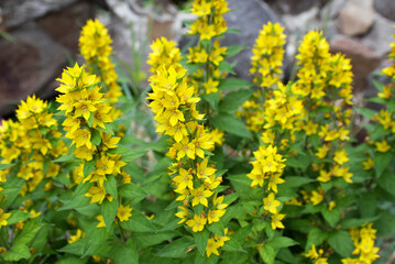 Fototapeta premium A shrub of yellow loosestrife grows in the garden in summer. Close-up.