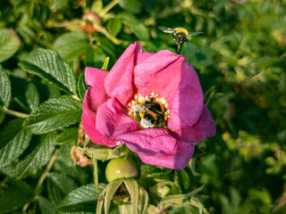 Bienen sammeln Blütenstaub
