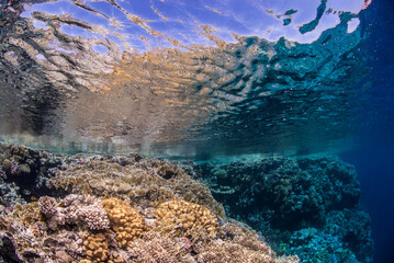 Obraz premium shallow part of a beautiful fringing reef