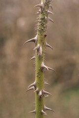 Part of a rose stem with many thorns or sharp outgrowths isolated on blurred background. Vertical image