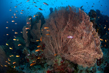 Gorgonian colony in a beautiful coral reef of the Red Sea © nicolas