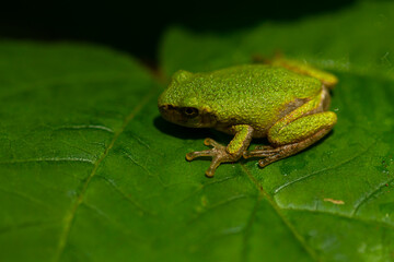 An extreme close up image of a Hyla Versicolor, a tiny native tree frog, on a tree leaf in Maryland. Texture of the slimy the skin of frog, fingers , eye and nostrils are distinguishable. 